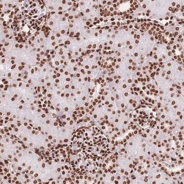 Anti-HIST1H2BD antibody produced in rabbit Prestige Antibodies&#174; Powered by Atlas Antibodies, affinity isolated antibody, buffered aqueous glycerol solution