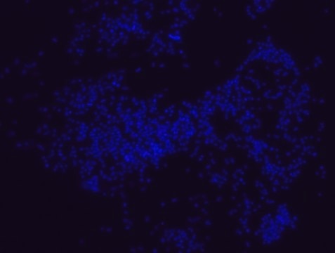 Porphyromonas gingivalis FISH probe - Cy3 Probe for fluorescence in situ hybridization (FISH),20 &#956;M in water