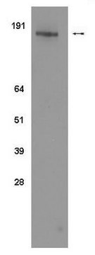 Anti-phosho-erbB2/Her2 (Tyr1112) Antibody, clone 19G5 clone 19G5, Upstate&#174;, from mouse