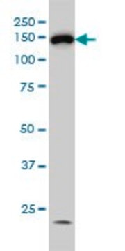 Monoclonal Anti-HDAC6 antibody produced in mouse clone 1E2, purified immunoglobulin, buffered aqueous solution