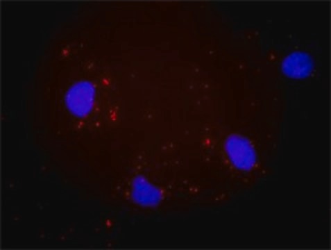 Anti-ITGAV antibody produced in mouse purified immunoglobulin, buffered aqueous solution