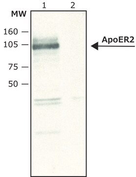 Anti-ApoER2 antibody produced in rabbit affinity isolated antibody, buffered aqueous solution