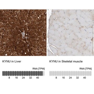 Anti-KYNU antibody produced in rabbit Prestige Antibodies&#174; Powered by Atlas Antibodies, affinity isolated antibody, buffered aqueous glycerol solution