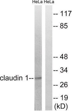 Anti-Claudin 1 antibody produced in rabbit affinity isolated antibody