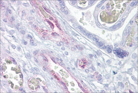 Anti-ARNTL2 antibody produced in rabbit affinity isolated antibody