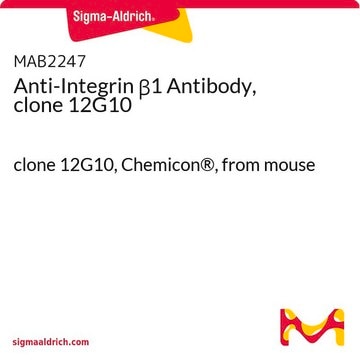 Anti-Integrin &#946;1 Antibody, clone 12G10 clone 12G10, Chemicon&#174;, from mouse