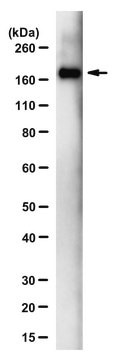 Anti-SARS-CoV-1/2 S Protein Antibody, clone 2B3E5 ZooMAb&#174; Mouse Monoclonal recombinant, expressed in HEK 293 cells