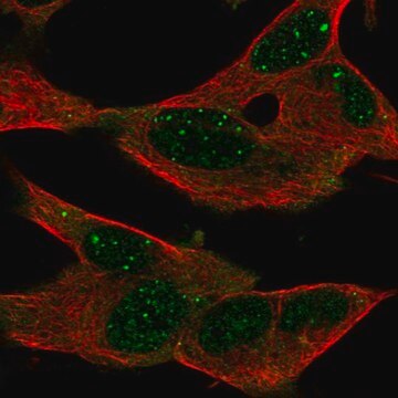 Anti-GPR155 antibody produced in rabbit Prestige Antibodies&#174; Powered by Atlas Antibodies, affinity isolated antibody