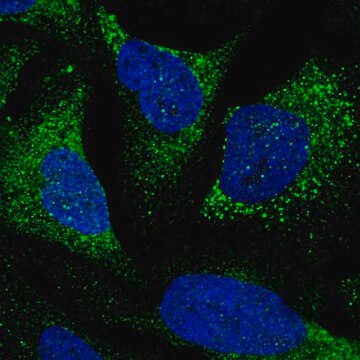 Anti-TTLL7 antibody produced in rabbit Prestige Antibodies&#174; Powered by Atlas Antibodies, affinity isolated antibody