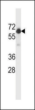 ANTI-BECLIN 1 antibody produced in rabbit affinity isolated antibody, buffered aqueous solution