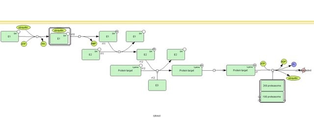 Ubiquitin, GST-Fusion, Recombinant, E. coli