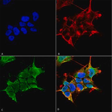 Monoclonal Anti-GABA A Receptor antibody produced in mouse clone S398A-34