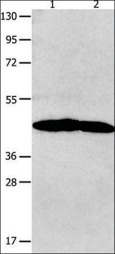 Anti-NTSR1 antibody produced in rabbit affinity isolated antibody