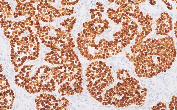 INSM1 (MRQ-70) Rabbit Monoclonal Antibody