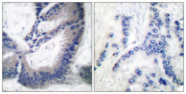 Anti-INOS antibody produced in rabbit affinity isolated antibody