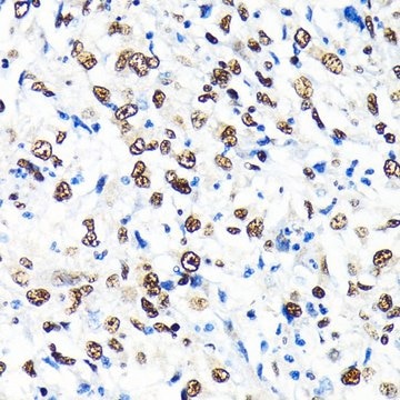 Anti-CRM1/XPO1 antibody produced in rabbit