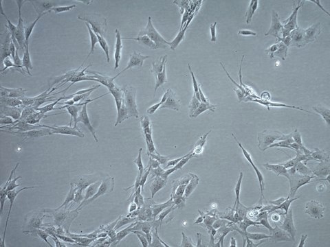 CNS-1 Rat Glioma Cell Line