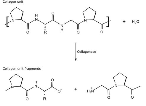 Collagenase from Clostridium histolyticum suitable for release of rat epididymal adipocytes and hepatocytes (for methodology see Type II and Type IV), Type VIII, 0.5-5.0&#160;FALGPA units/mg solid, &#8805;125&#160;CDU/mg solid