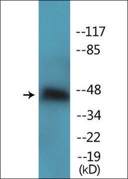 Anti-phospho-Aurora Kinase (pThr288) antibody produced in rabbit affinity isolated antibody