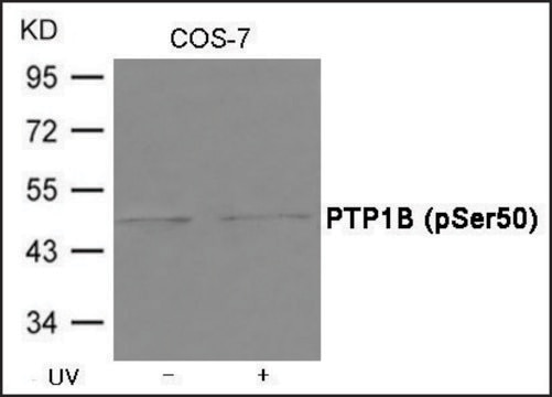 Anti-phospho-PTP1B (pSer50) antibody produced in rabbit affinity isolated antibody