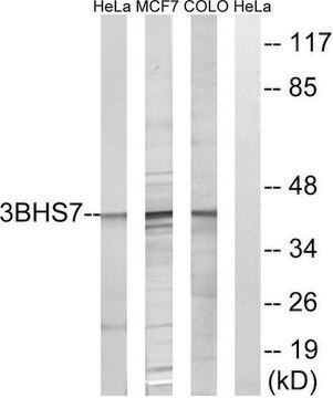 Anti-HSD3B7 antibody produced in rabbit affinity isolated antibody