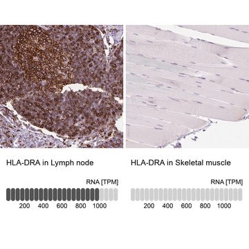 Anti-HLA-DRA antibody produced in rabbit Prestige Antibodies&#174; Powered by Atlas Antibodies, affinity isolated antibody, buffered aqueous glycerol solution