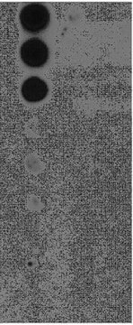 Anti-phospho-BRCA2 (Ser3291) Antibody from rabbit, purified by affinity chromatography