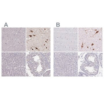 Anti-PMCH antibody produced in rabbit Prestige Antibodies&#174; Powered by Atlas Antibodies, affinity isolated antibody