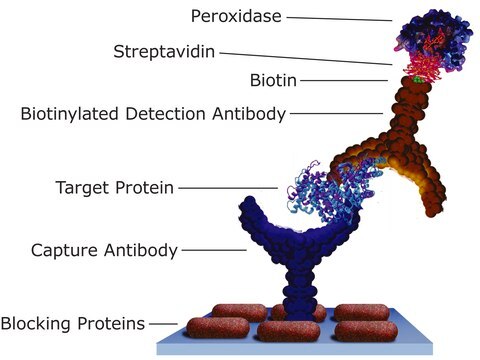 Streptavidin&#8722;Peroxidase from Streptomyces avidinii lyophilized powder