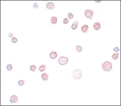 Anti-FREM1 antibody produced in rabbit affinity isolated antibody, buffered aqueous solution