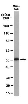 Anti-FOXG1 Antibody, clone 3G11.2 clone 3G11.2, from mouse