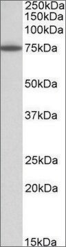 Anti-PAPD5 antibody produced in goat affinity isolated antibody, buffered aqueous solution