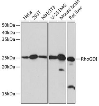 Anti- RhoGDI antibody produced in rabbit