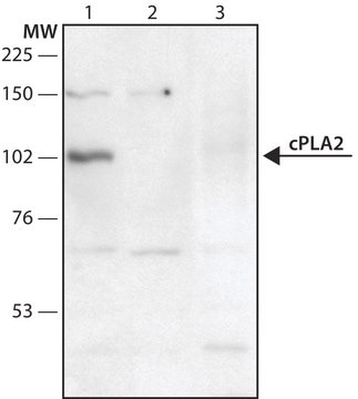 Anti-Phospholipase A2 (CPLA2) antibody produced in rabbit ~1.5&#160;mg/mL, affinity isolated antibody