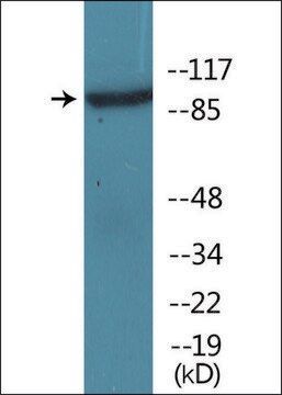 Anti-phospho-IL-4R/CD124 (pTyr497) antibody produced in rabbit affinity isolated antibody