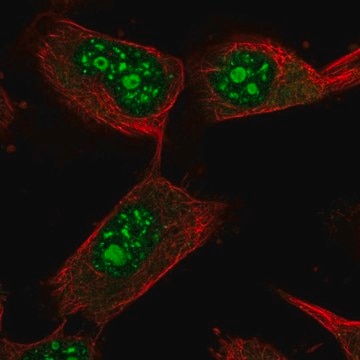 Anti-USP36 antibody produced in rabbit Prestige Antibodies&#174; Powered by Atlas Antibodies, affinity isolated antibody