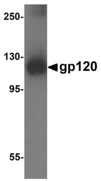 Anti-gp120 antibody produced in rabbit affinity isolated antibody