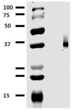 Monoclonal Anti-CD326 antibody produced in mouse clone 323/A3