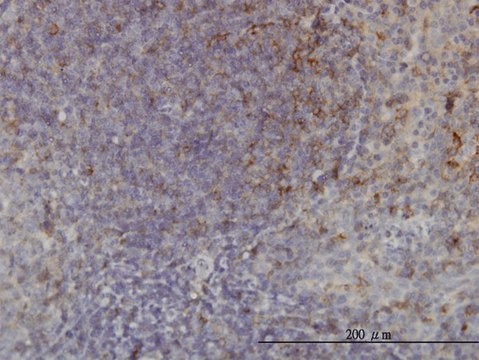 Monoclonal Anti-USP33 antibody produced in mouse clone 5B5, purified immunoglobulin, buffered aqueous solution