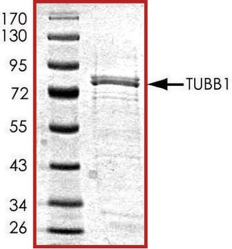 Tubulin, GST tagged human recombinant, expressed in E. coli, &#8805;70% (SDS-PAGE), buffered aqueous glycerol solution