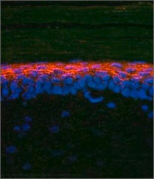 Anti-SMAD2, (N-terminal) antibody produced in rabbit affinity isolated antibody