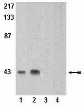 Anti-phospho-PRAS40 (Thr246) (Proline-Rich AKT substrate) Antibody Upstate&#174;, from rabbit