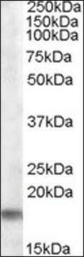 Anti-Tspo (C-terminal) antibody produced in goat affinity isolated antibody, buffered aqueous solution