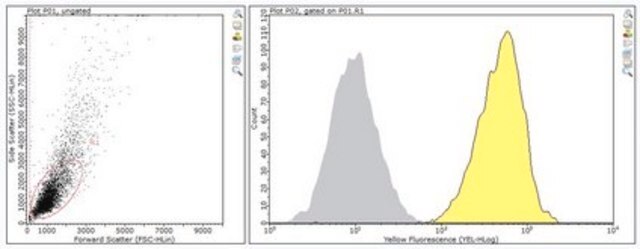 Anti-Calnexin Antibody, clone AF8 clone AF8, from mouse