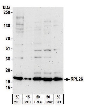 Goat anti-RPL26 Antibody, Affinity Purified Powered by Bethyl Laboratories, Inc.