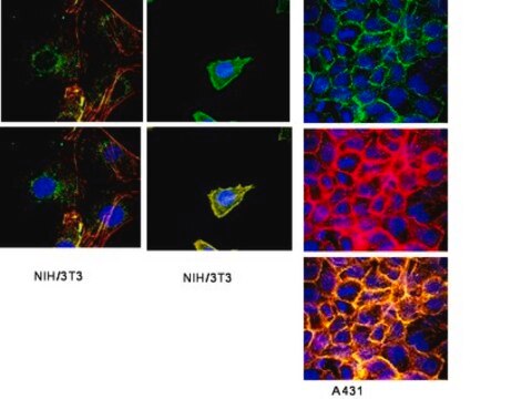 Anti-Integrin beta1 Antibody, clone HM beta 1.1 clone HM beta 1.1, from hamster