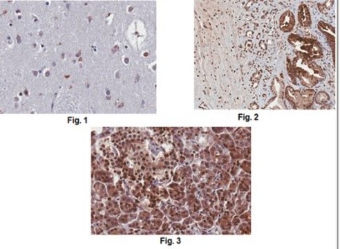 Anti-Apelin Receptor/APJ, clone 3C3-7 Antibody clone 3C3-7, from mouse