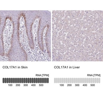 Anti-COL17A1 antibody produced in rabbit Prestige Antibodies&#174; Powered by Atlas Antibodies, affinity isolated antibody, buffered aqueous glycerol solution