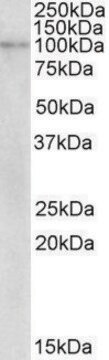 Anti-NLRX1 antibody produced in goat affinity isolated antibody, buffered aqueous solution