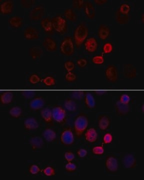 Anti-Caspase 3 antibody produced in rabbit